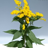 Early Goldenrod